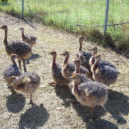 Les Roulottes-Gites De La Ferme De L'Autruche Dromoise Livron-sur-Drôme Exterior foto