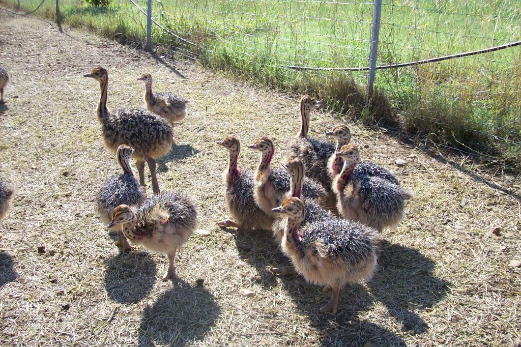 Les Roulottes-gites De La Ferme De L'autruche Dromoise * Livron-sur-Drôme